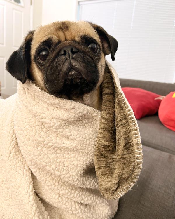 /images/uploads/pug nation rescue of los angeles/pugnation2024/entries/30962thumb.jpg